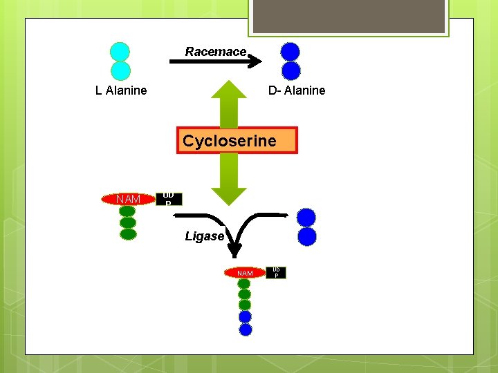 Racemace L Alanine D- Alanine Cycloserine NAM UD P Ligase NAM UD P 