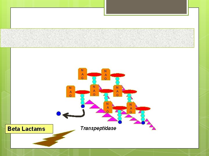 N A G N A G Beta Lactams Transpeptidase N A G 