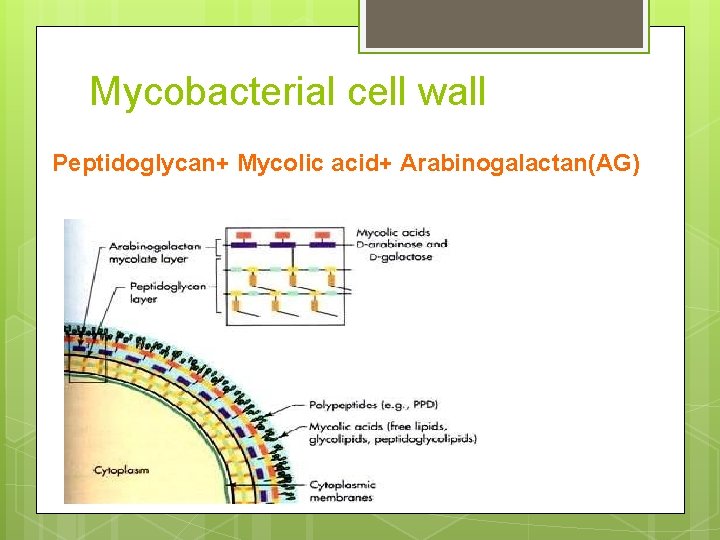 Mycobacterial cell wall Peptidoglycan+ Mycolic acid+ Arabinogalactan(AG) 