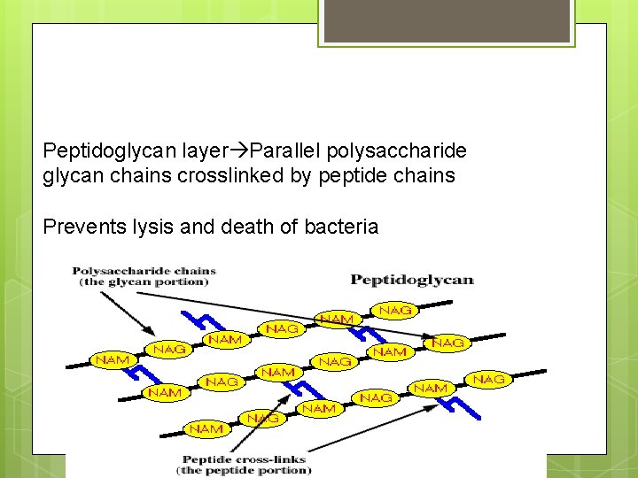 Peptidoglycan layer Parallel polysaccharide glycan chains crosslinked by peptide chains Prevents lysis and death