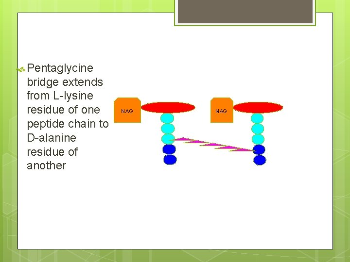  Pentaglycine bridge extends from L-lysine residue of one peptide chain to D-alanine residue