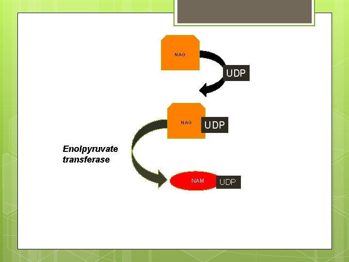 NAG UDP Enolpyruvate transferase NAM UDP 