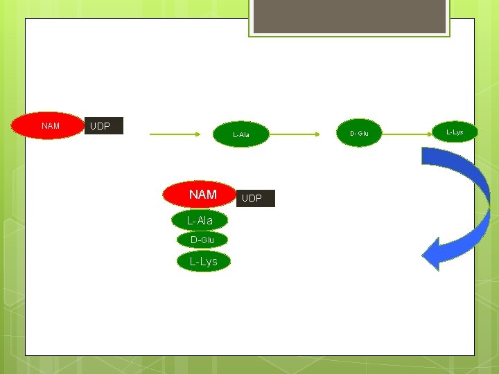 NAM UDP L-Ala NAM L-Ala D-Glu L-Lys UDP D-Glu L-Lys 
