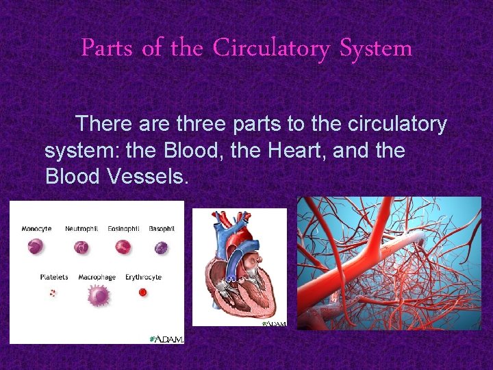Parts of the Circulatory System There are three parts to the circulatory system: the