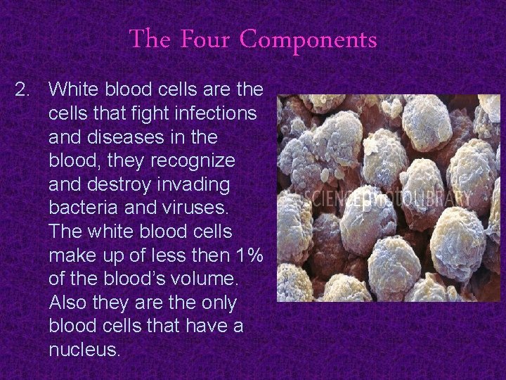 The Four Components 2. White blood cells are the cells that fight infections and
