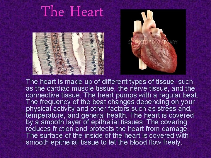 The Heart The heart is made up of different types of tissue, such as