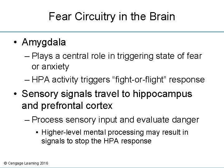 Fear Circuitry in the Brain • Amygdala – Plays a central role in triggering