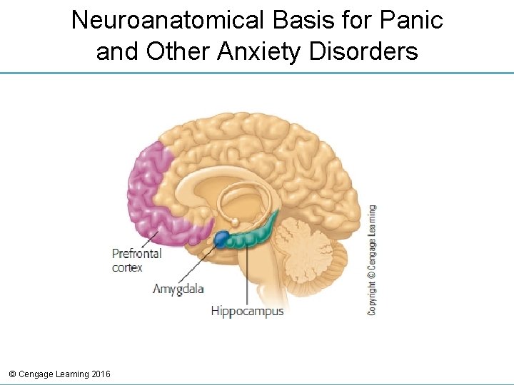 Neuroanatomical Basis for Panic and Other Anxiety Disorders © Cengage Learning 2016 