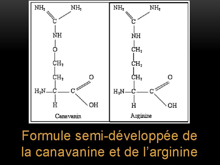 Formule semi-développée de la canavanine et de l’arginine 