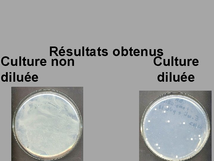 Résultats obtenus Culture non Culture diluée 