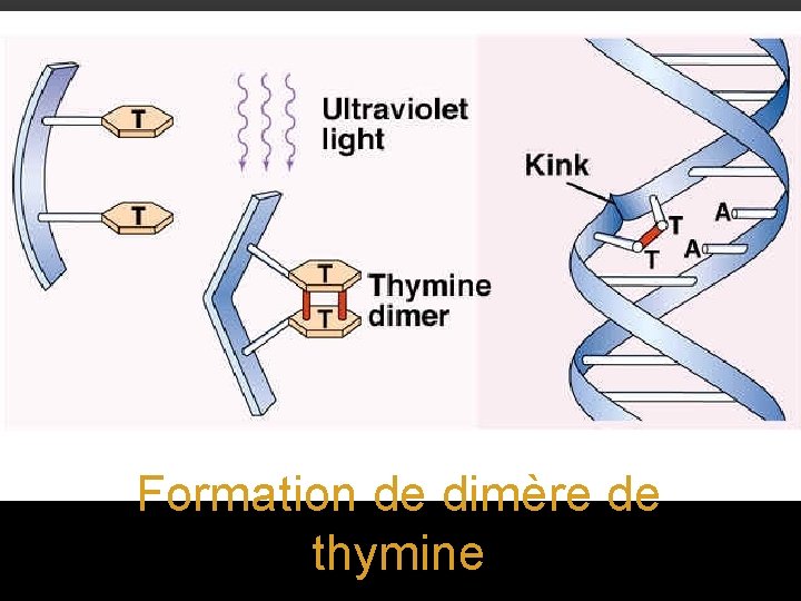 Formation de dimère de thymine 