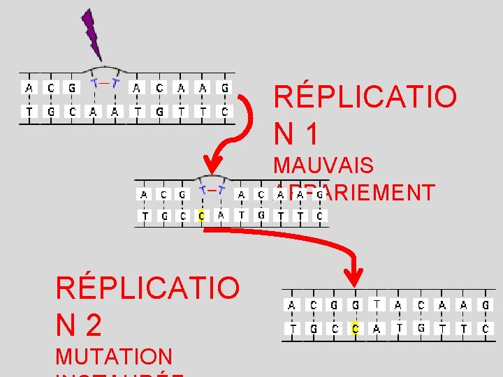 RÉPLICATIO N 1 MAUVAIS APPARIEMENT RÉPLICATIO N 2 MUTATION 