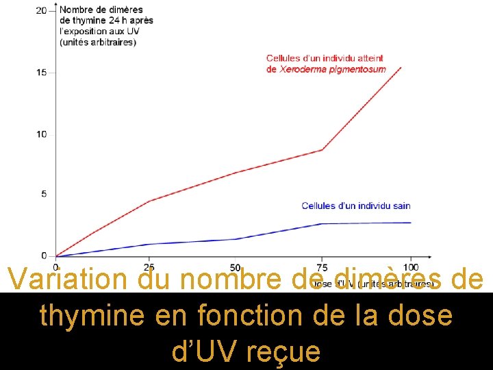 Variation du nombre de dimères de thymine en fonction de la dose d’UV reçue