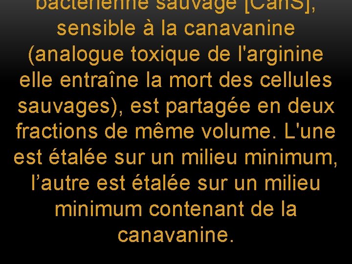 bactérienne sauvage [Can. S], sensible à la canavanine (analogue toxique de l'arginine elle entraîne