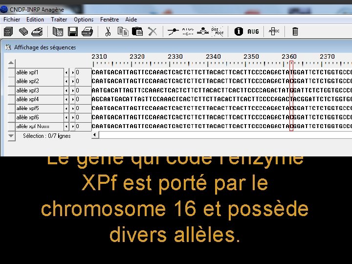 Le gène qui code l'enzyme XPf est porté par le chromosome 16 et possède