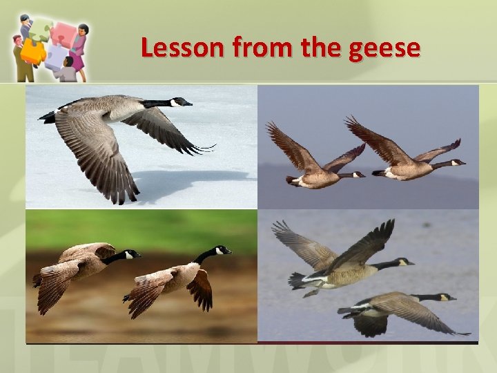 Lesson from the geese 