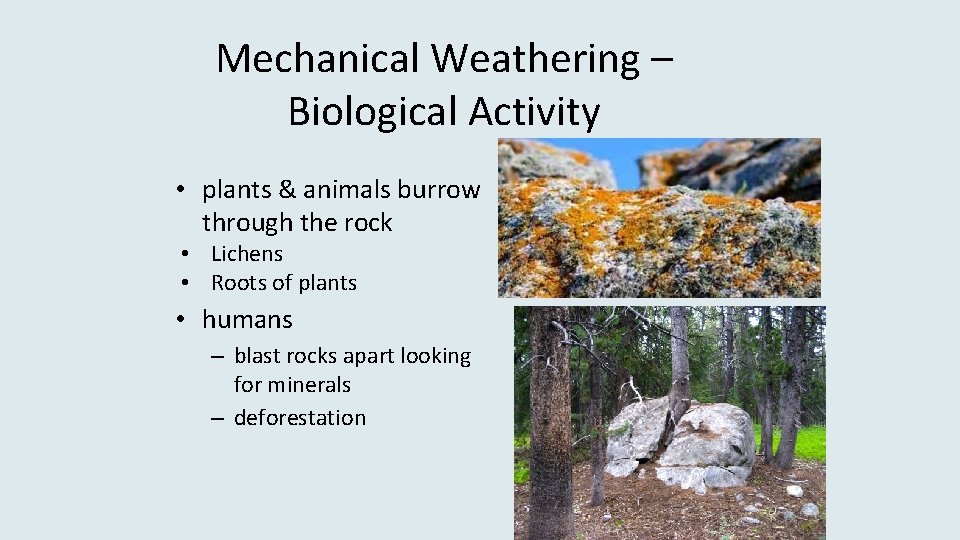 Mechanical Weathering – Biological Activity • plants & animals burrow through the rock •