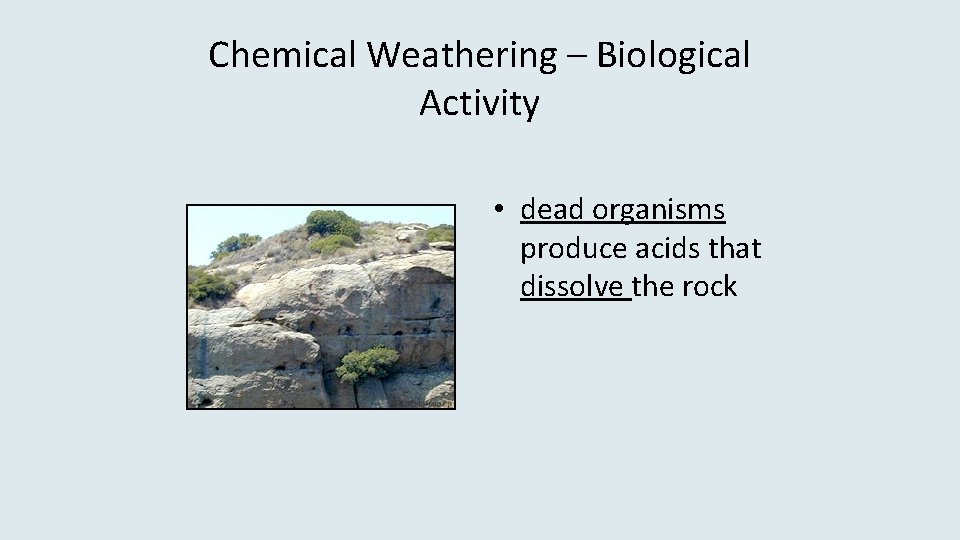 Chemical Weathering – Biological Activity • dead organisms produce acids that dissolve the rock