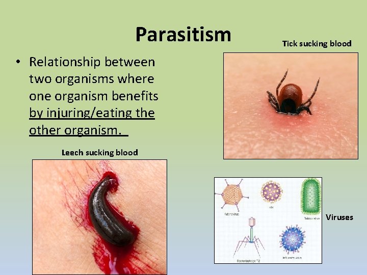 Parasitism Tick sucking blood • Relationship between two organisms where one organism benefits by