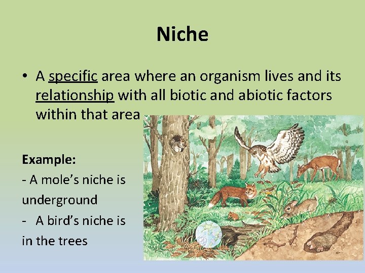 Niche • A specific area where an organism lives and its relationship with all
