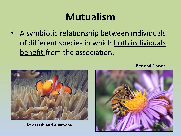 Mutualism • A symbiotic relationship between individuals of different species in which both individuals