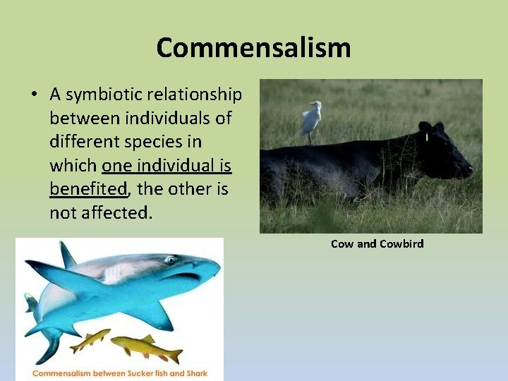 Commensalism • A symbiotic relationship between individuals of different species in which one individual