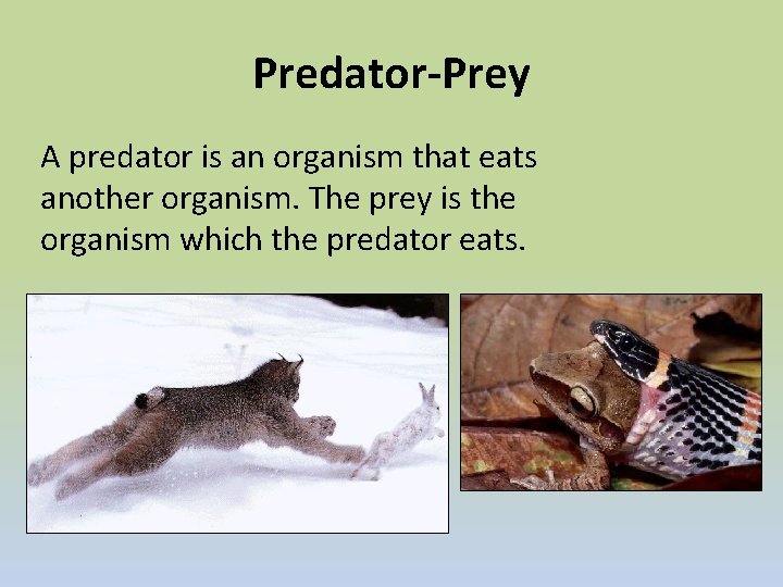 Predator-Prey A predator is an organism that eats another organism. The prey is the
