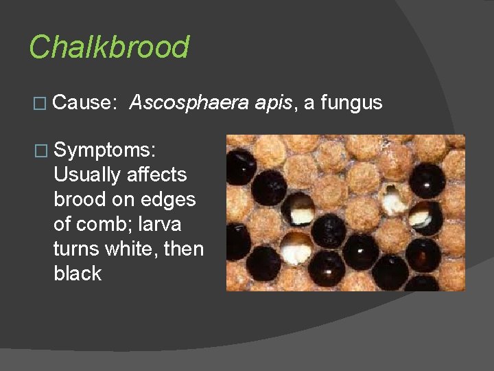 Chalkbrood � Cause: Ascosphaera apis, a fungus � Symptoms: Usually affects brood on edges