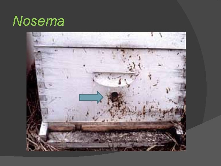 Nosema 
