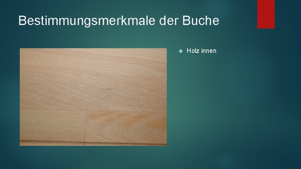 Bestimmungsmerkmale der Buche Holz innen 