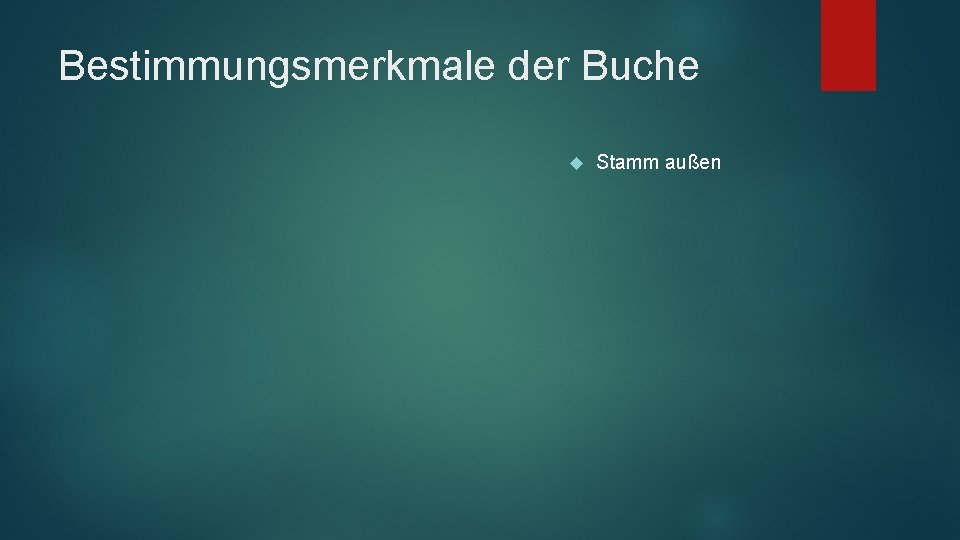 Bestimmungsmerkmale der Buche Stamm außen 