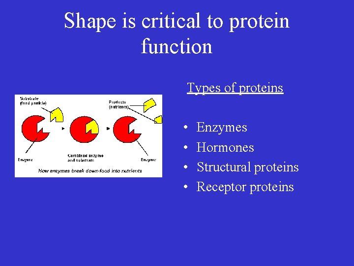 Shape is critical to protein function Types of proteins • • Enzymes Hormones Structural