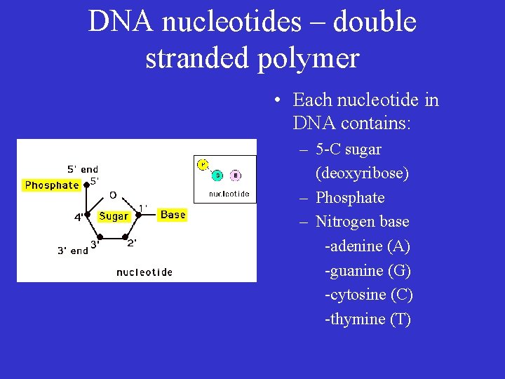 DNA nucleotides – double stranded polymer • Each nucleotide in DNA contains: – 5