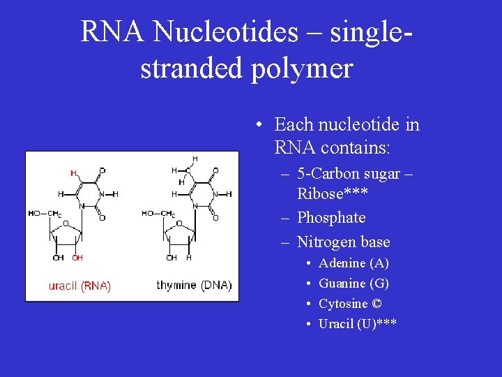 RNA Nucleotides – singlestranded polymer • Each nucleotide in RNA contains: – 5 -Carbon