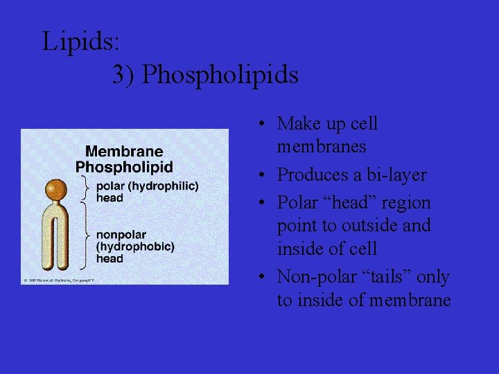 Lipids: 3) Phospholipids • Make up cell membranes • Produces a bi-layer • Polar