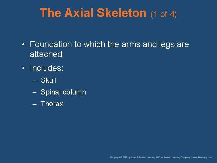 The Axial Skeleton (1 of 4) • Foundation to which the arms and legs