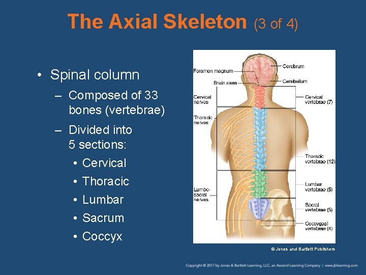 The Axial Skeleton (3 of 4) • Spinal column – Composed of 33 bones