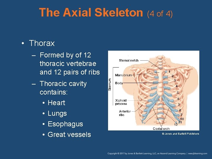 The Axial Skeleton (4 of 4) • Thorax – Formed by of 12 thoracic