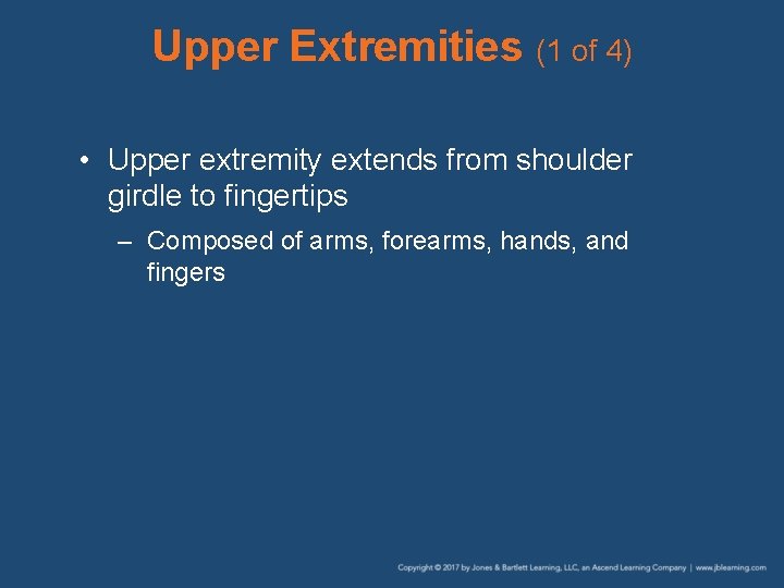 Upper Extremities (1 of 4) • Upper extremity extends from shoulder girdle to fingertips