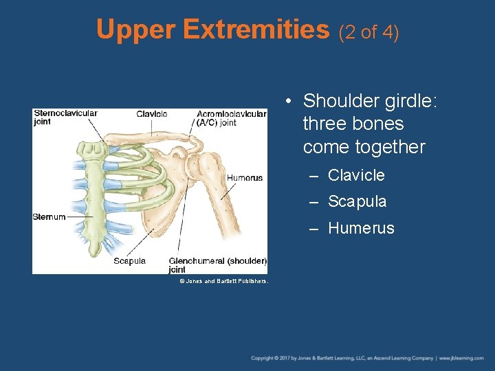 Upper Extremities (2 of 4) • Shoulder girdle: three bones come together – Clavicle
