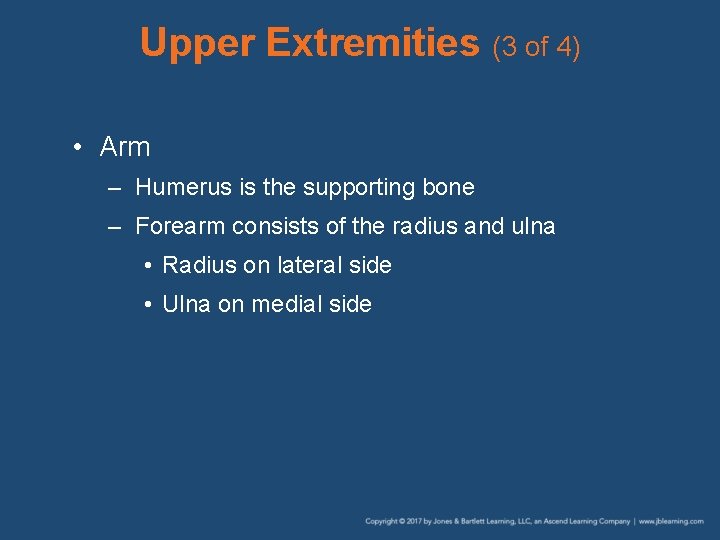 Upper Extremities (3 of 4) • Arm – Humerus is the supporting bone –