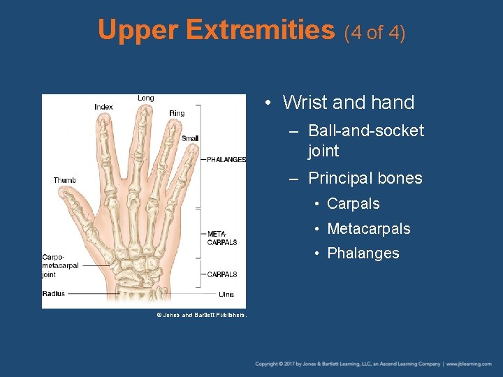 Upper Extremities (4 of 4) • Wrist and hand – Ball-and-socket joint – Principal