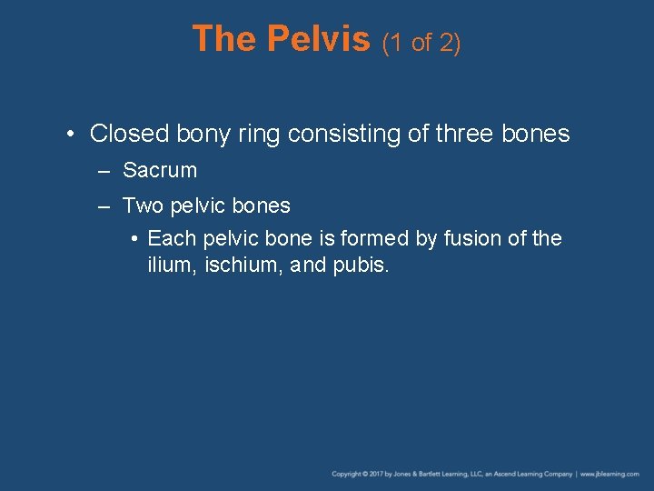 The Pelvis (1 of 2) • Closed bony ring consisting of three bones –