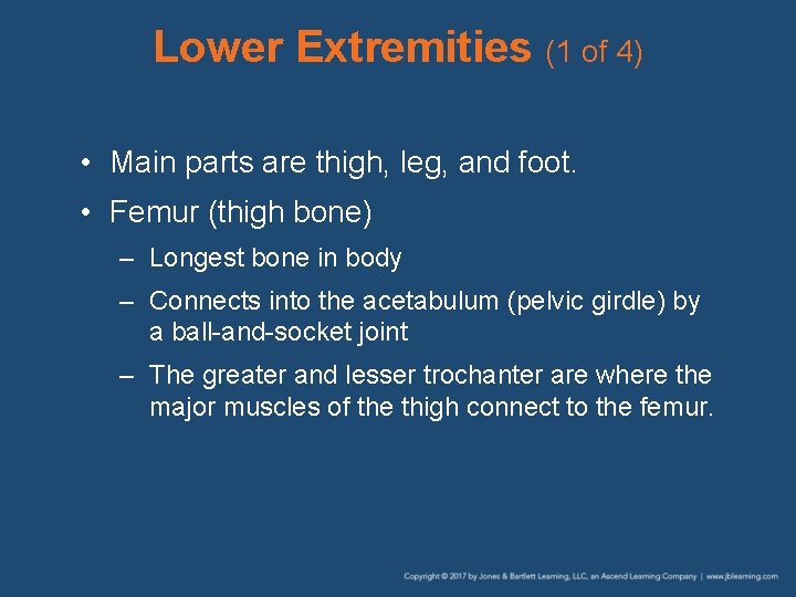 Lower Extremities (1 of 4) • Main parts are thigh, leg, and foot. •
