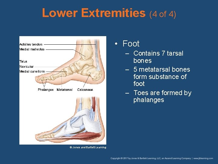 Lower Extremities (4 of 4) • Foot – Contains 7 tarsal bones – 5