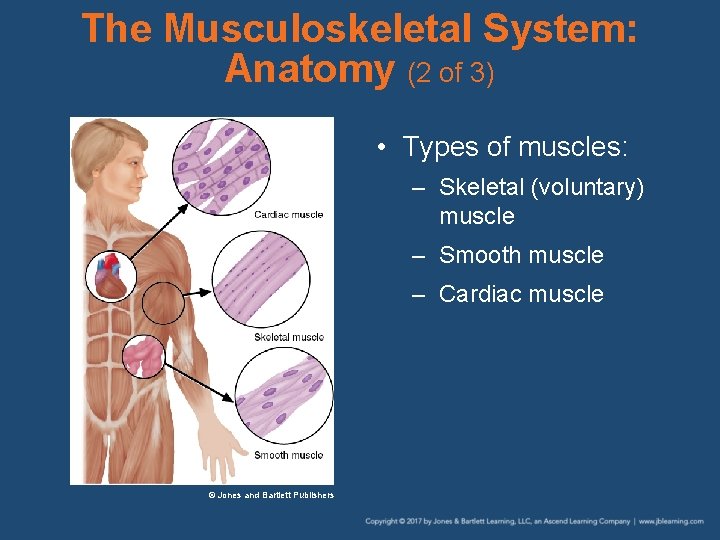 The Musculoskeletal System: Anatomy (2 of 3) • Types of muscles: – Skeletal (voluntary)