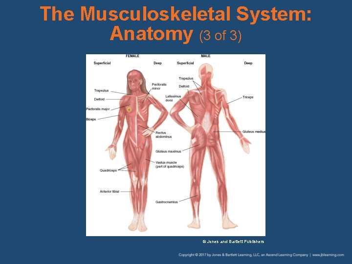 The Musculoskeletal System: Anatomy (3 of 3) © Jones and Bartlett Publishers 