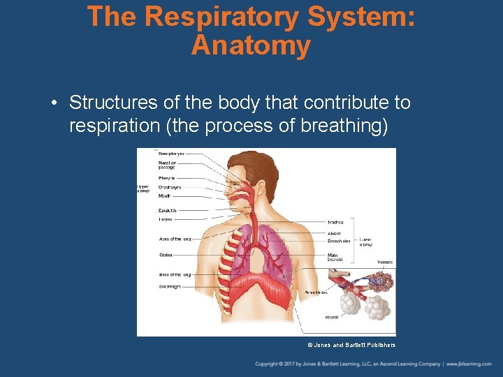 The Respiratory System: Anatomy • Structures of the body that contribute to respiration (the