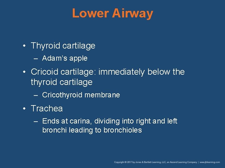 Lower Airway • Thyroid cartilage – Adam’s apple • Cricoid cartilage: immediately below the