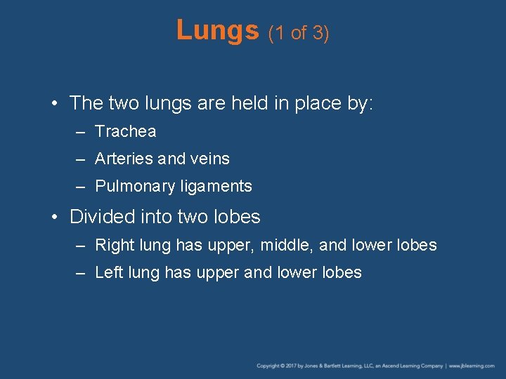 Lungs (1 of 3) • The two lungs are held in place by: –
